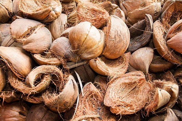 Coconut shell for activated carbon, bbq briquettes and shisha charcoal